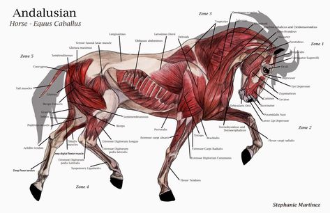 Horse Muscle Anatomy, Horse Anatomy Study, Equine Massage, Equine Veterinary, American Paint Horse, Horse Facts, Horse Info, Horse Anatomy, Animal Anatomy