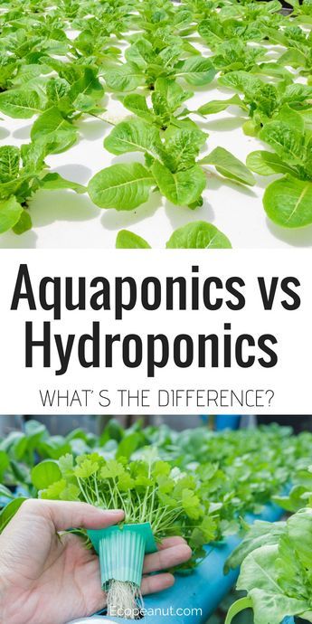 Aquaponics Greenhouse, Backyard Aquaponics, Aquaponics Fish, Aquaponics Diy, Hydroponic Farming, Hydroponics Diy, Aquaponic Gardening, نباتات منزلية, Hydroponic Growing