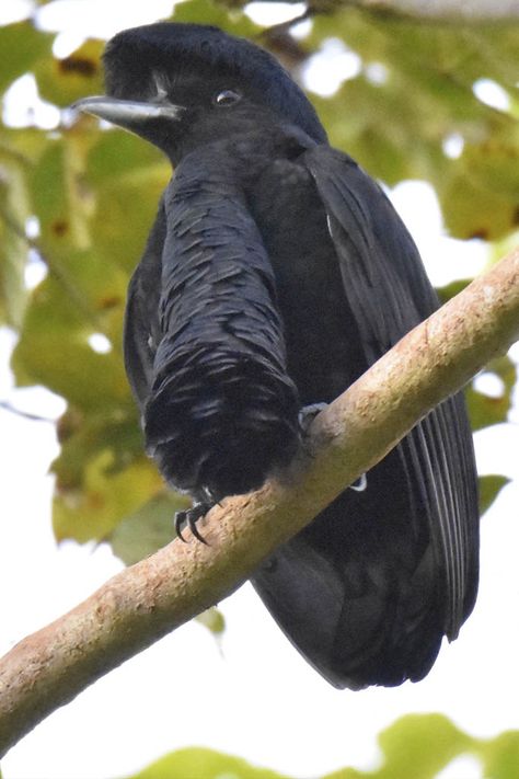 Umbrella Bird, Mindo Ecuador, Rustic Cabins, Capuchin Monkey, World Birds, Eco Lodge, Christmas Bird, Birdwatching, Rustic Cabin