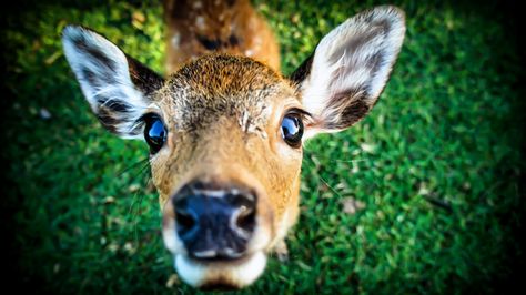 Hello my dearn [4912x2760] Nara (Japan) Animal Noses, Deer Pictures, Canine Art, Wildlife Paintings, Creature Comforts, Oh Deer, Baby Deer, Cute Animal Pictures, Animals Friends