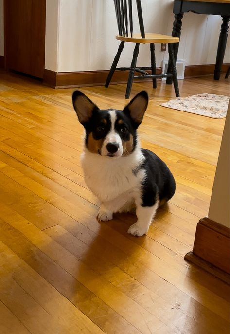 Black Corgi, Dream Dog, Cute Corgi, Cute Puppies, Black And Brown, Moon, Black And White, Stars, Van