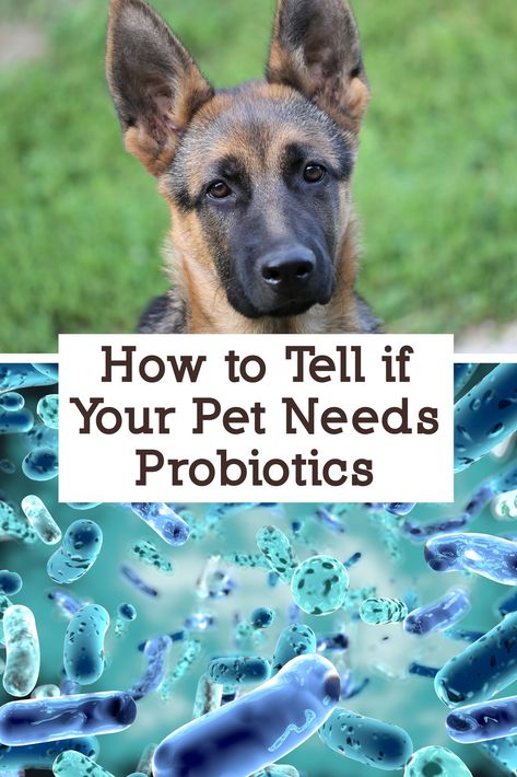 Pet Lab Co Probiotic, Probiotic Food For Dogs, Dog Supplements Natural, Diy Dog Probiotic, Probiotic For Dogs Diy, Homemade Dog Probiotics, Probiotic Treats For Dogs, Gut Health For Dogs, Dog Probiotics Natural