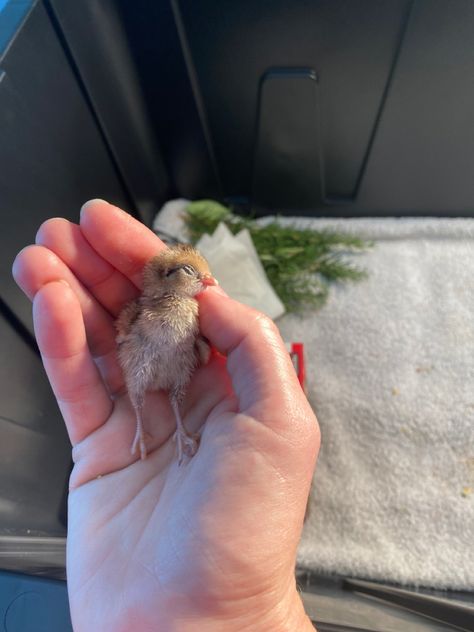 Kiwi the baby quail Baby Quail Chicks, Baby Quail, Button Quail, Quails, Guinea Pig Cage, Baby Chickens, Baby Ducks, Baby Chicks, Cute Birds