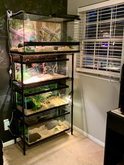 Reptile Shelving, Reptile Shelf, Terrarium Shelf, Turtle Tank Setup Ideas, Turtle Tank Ideas, Tank Setup Ideas, Box Turtle Habitat, Aquatic Turtle Tank, Turtle Tank Setup