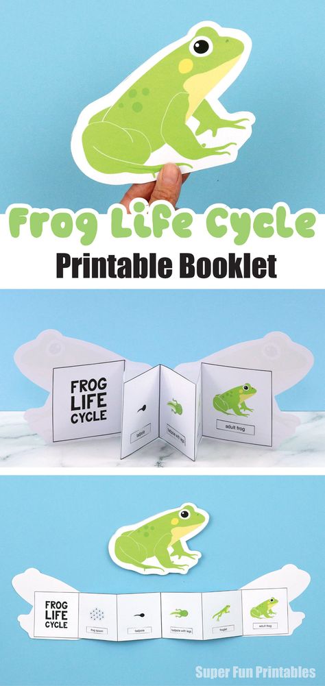 printable frog lifecycles craft for kids Tadpole To Frog Craft, Frog Lifecycle Craft, Tadpole Craft, Tadpole Life Cycle, Frog Life Cycle Printable, Tadpole To Frog, Frog Life Cycle Craft, Frog Life Cycle Activities, Frogs Preschool