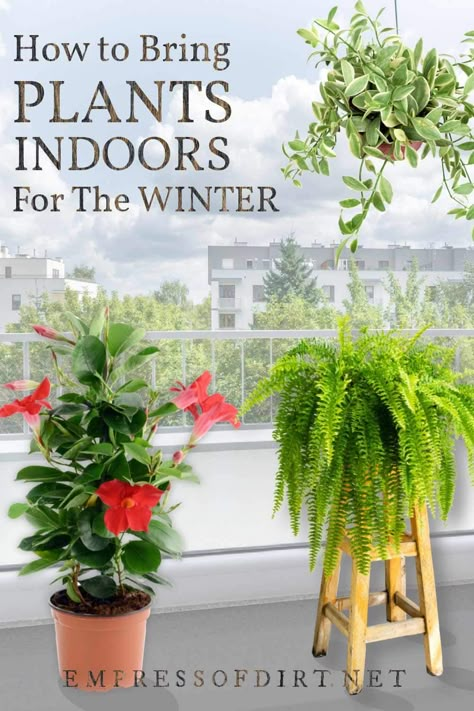 Moving Plants, Outside Plants, Growing Plants Indoors, Winter Plants, Garden Containers, House Plants Decor, Foliage Plants, Large Plants, Annual Plants