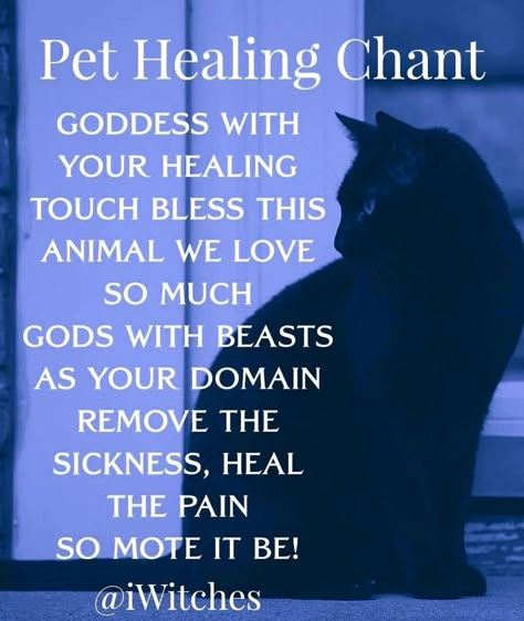 Pet Healing, Lavender Moon, Witchcraft Spells For Beginners, Cat Spirit, Spells For Beginners, Easy Spells, Witch Quotes, Witch Tips, Wiccan Magic