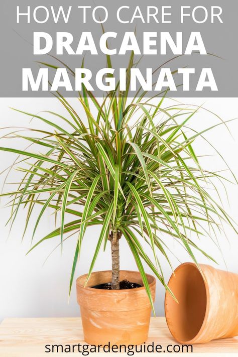 Madagascar Dragon Tree Care - Dracaena Marginata - Smart Garden Guide Dragon Tree Plant Indoor, Dragon Plant Indoor, Dragon Plant, Dracena Plant Care, Dracaena Plant Care, Dracena Marginata, Dracena Plant, Dragon Tree Plant, Marginata Plant