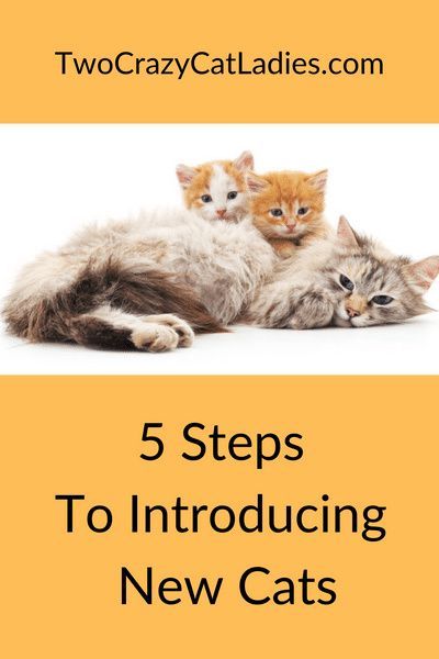 Introducing new cats into your home of existing kitties can be stressful. Some think that letting the cats “hash it out” is a good idea, but we disagree. There’s a proven way to introduce new cats into your home peacefully and successfully and this will help you avoid future behavioral issues or fights. Introducing Cats To Cats, First Time Cat Owner, Cat Problems, Living With Cats, Older Cats, Cat Hacks, Kitten Rescue, Siberian Cat, Natural Cat