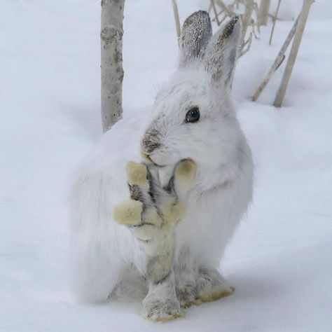 Snowshoe Hare, Arctic Hare, Wild Rabbit, Cute Bunny Pictures, White Rabbits, Bunny Pictures, Arctic Animals, Snow Leopard, Leopards