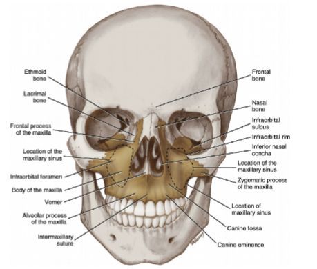 The infraorbital nerve or IO nerve is an afferent nerve formed from the merger of cutaneous branches from the upper lip, the medial part of the cheek, side of the nose, the lower eyelid. The IO nerve then passes into the infraorbital foramen of the maxilla. The infraorbital foramen is located inferior to the midpoint of the inferior margin of the orbit, the infraorbital rim. Maxillary Sinus, Medical Assistant, Upper Lip, Nerve, Lips