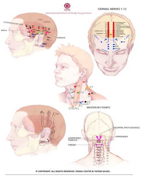 Food Acne, Jawline Acne, Nose Acne, Neck Acne, Face Mapping Acne, Body Toxins, Face Mapping, Cranial Nerves, Chaga Mushroom