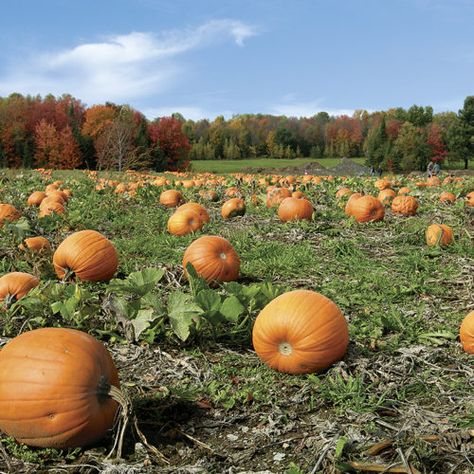 Carve Pumpkins, Pumpkin Field, Best Pumpkin Patches, Pumpkin Vine, Cucumber Beetles, Growing Pumpkins, New England Travel, Pumpkin Picking, Fine Gardening