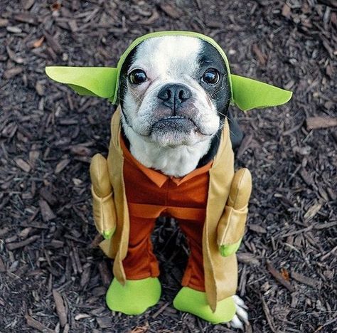 Yoda Dog Costume Small Star Wars Pet Costumes, Yoda Dog Costume, Boston Terrier Costume, Boston Terrier Halloween, Baby Boston Terriers, Cute Animals With Funny Captions, Boston Terrier Love, Pet Halloween Costumes, Cute Animals Puppies