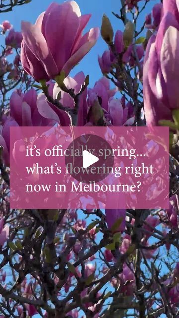 Hello Hello Plants on Instagram: "It’s officially spring!! Goodbye, winter! 👋
Plants featured are: Magnolia ‘Soulangeana’, Prunus Blireana, Prunus Nigra, ‘Manchurian’ Ornamental Pear and Happy Wanderer.
Click the link to learn more: https://www.thetutuguru.com.au/plants/the-best-spring-blossom-trees-for-australia/
#HelloHelloPlants #Nursery #Melbourne #Australia #SpringBlossomTree #Magnolia #OrnamentalPear #HappyWanderer" Prunus Blireana, Magnolia Soulangeana, Goodbye Winter, Winter Plants, Hello Hello, Blossom Trees, Spring Blossom, Melbourne Australia, Magnolia