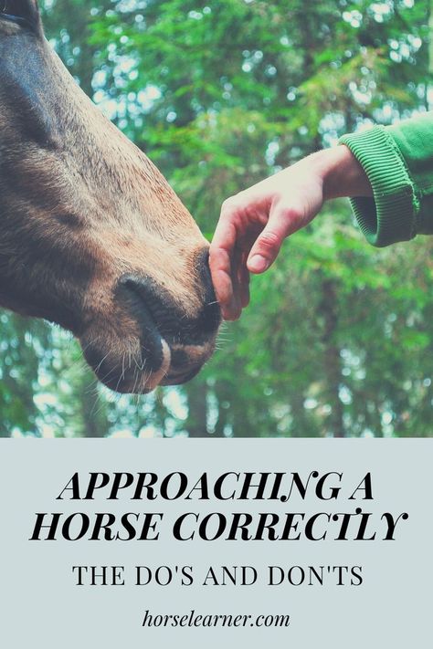 Coming Soon Landing Page, Horse Behavior, Horse Care Tips, Horse Facts, Horse Info, Equestrian Problems, Horse Riding Tips, Natural Horsemanship, Horse Things