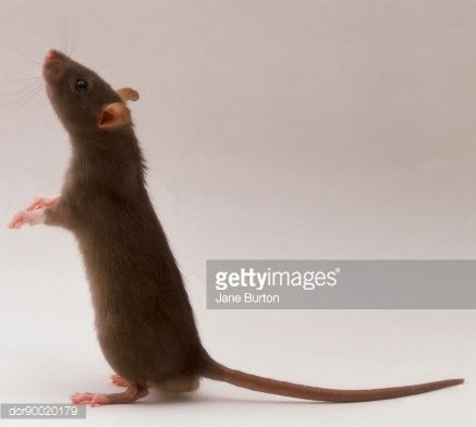 Rat Standing Up, Mouse Standing Up, Rat Standing, Mouse Standing, Medicine Images, Brown Rat, Brown Mouse, Rat Tattoo, Rat King