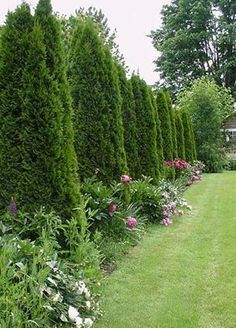 Arborvitae Hedge, Skyrocket Juniper, Emerald Arborvitae, Arborvitae Landscaping, Privacy Fence Landscaping, Landscaping Along Fence, Emerald Green Arborvitae, Backyard Trees, Privacy Landscaping