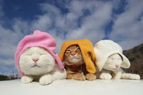 . 3 Cats Aesthetic, Cat Wallpaper Desktop Hd, Cat Desktop Wallpaper Hd 1080p, Cottage Core Cat, Animal Pfp, Cocoppa Wallpaper, Kuching, Cat Icon, Cat Aesthetic