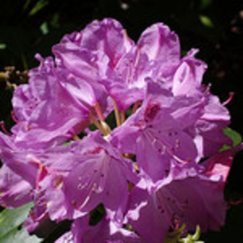 Rhododendron Care, Garden In Georgia, Rhododendron Flower, Rhododendron Plant, Types Of Saws, Wilted Flowers, Patio Gardens, Acid Loving Plants, Gardening Zones