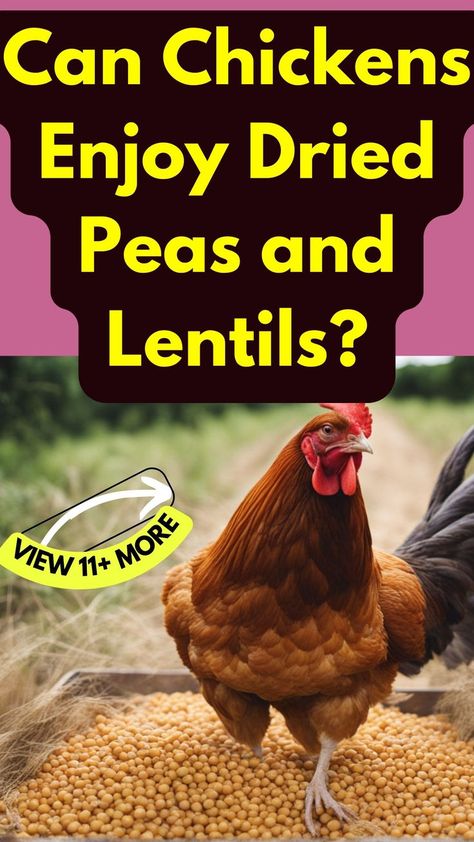 Curious if chickens can indulge in dried peas and lentils? Discover the feathered foodie facts and find out if these legumes are safe and nutritious for your chickens. Learn more about their dietary preferences. #ChickenFacts #LegumeLovers Dried Peas, Farm Pets, Chicken Facts, Chicken Lentil, Chicken Pecking, Green Split Peas, Raw Oats, Chicken Poop, Lentils Beans