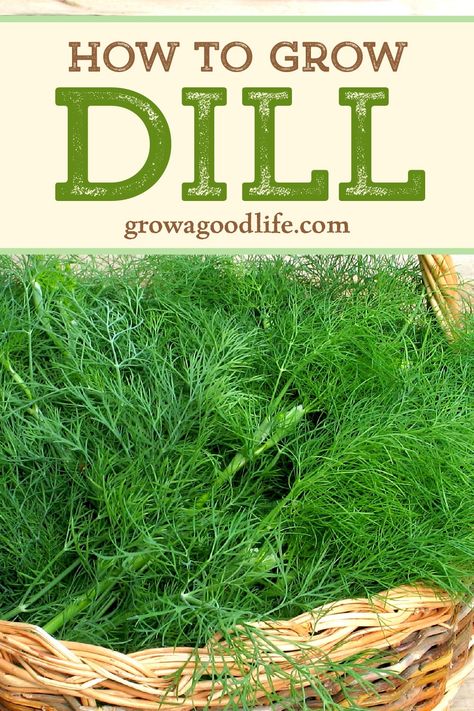 Growing Dill From Seed, Planting Dill, Growing Dill, Grow Dill, Green Magic Homes, How To Grow Dill, Outdoor Herb Garden, Harvesting Herbs, Gardening Herbs