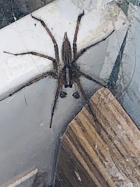 New to this sub. Been helping my arachnophobia but what kind of bro is this? Arachnophobia Aesthetic, Arachnophobia Art, Terrifying Creatures, Big Spiders, Scary Stuff, Arachnids, Beautiful Creatures, Mixtape, Bugs