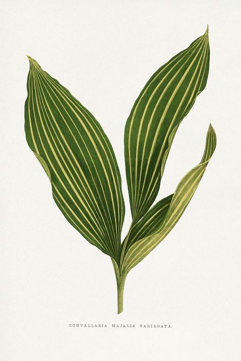 Lily of the valley leaf illustration. Digitally enhanced from our own original 1865 edition of Les Plantes à Feuillage Coloré by Alexander Francis Lydon & Benjamin Fawsett. | free image by rawpixel.com Lily Of The Valley Watercolor, Lily Of Valley, Leaf Silhouette, Leaf Illustration, Botanical Illustrations, Plant Aesthetic, Art Chair, Watercolor Leaves, Download Free Images