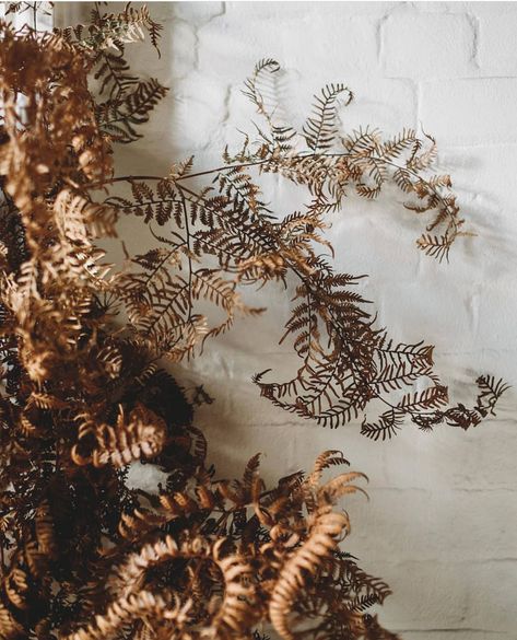 Rust Dried Flowers, Dried Fern, Dried Foliage, Dried Flower Workshop, Dried Fern Decor, Fall Foliage Wedding, Fern Bouquet, Fern Wedding, Rusting Wedding