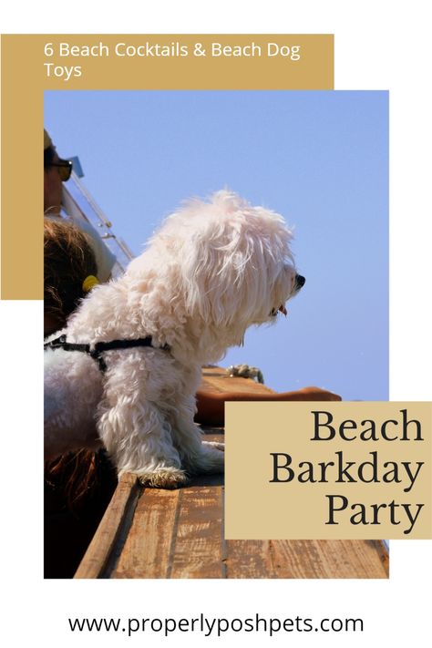 Partying is what we do best at Properly Posh Pets. We never need a reason to party, but what better one is there than celebrating summer, the beach, and your dog? Combining all three for a summer themed pet party is how we're enjoying the sunshine this season! Grab some friends and head to the beach with your pups - we'll provide the recipe for a killer beach cocktail. Dog Parties, Dog Party Favors, Pet Party, Beach Dog, Beach Cocktails, Rope Dog Toys, Diy Dog Treats, Pet Businesses, Dog Birthday Party