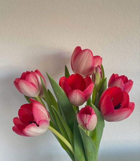 #flowers #tulips #tulpen Open Tulips, Tulips Flowers Aesthetic, Tulips Opening Up, Open Tulip, Tulips Open, Opened Tulips, Tulips Close Up, Pink Tulips Bouquet, Tulips Art