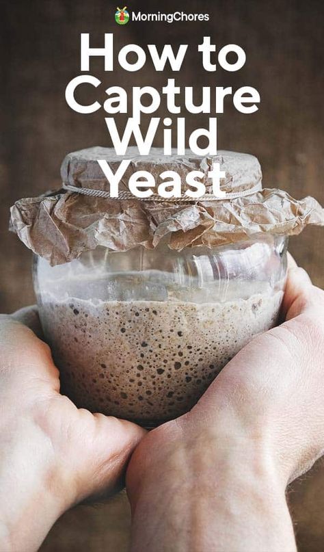 2 Foolproof Ways to Capture Wild Yeast Wild Yeast Starter, Morning Chores, Yeast Starter, Long Term Food Storage, Confidence Level, Wild Yeast, Starters Recipes, Survival Food, Baking Mix