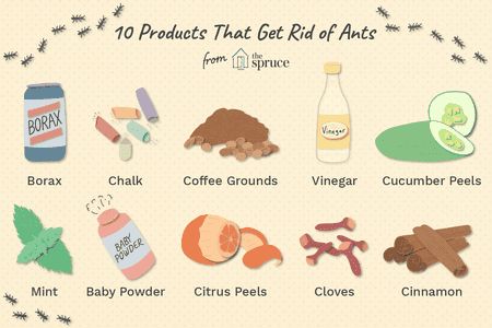 How to Get Rid of Ants Cheaply and Naturally Natural Remedies For Ants, Home Remedies For Ants, Ant Remedies, Ants Activities, Sugar Ants, Ant Spray, Ant Repellent, Vinegar Cucumbers, Ants In House