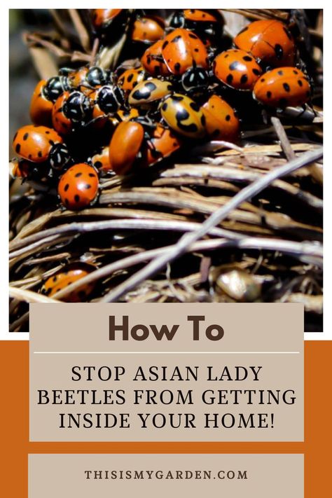 Up close image of a cluster of Asian lady beetles. From thisismygarden.com. Ladybug Vs Asian Beetle, How To Get Rid Of Asian Lady Beetles, Ladybug Repellent, How To Get Rid Of Ladybugs, Get Rid Of Ladybugs In House, How To Get Rid Of Asian Beetles In House, How To Get Rid Of Ladybugs In The House, Asian Beetles How To Get Rid Of, Japanese Beetles Repellant