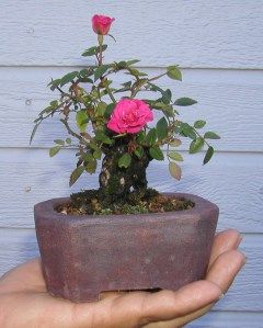 Bonsai made from a rose vine. I wonder how long it takes to grow the stem that thick? The easy way to success with roses is to give it acid fertilizer occasionally and put down a epsom salt ring around them to keep snails/slugs away. Rose Bonsai, Bonsai Mame, Bonsai Making, Bonsai Pruning, Japanese Bonsai Tree, Bonsai Wire, Miniature Rose, Bonsai Tree Care, Mini Bonsai