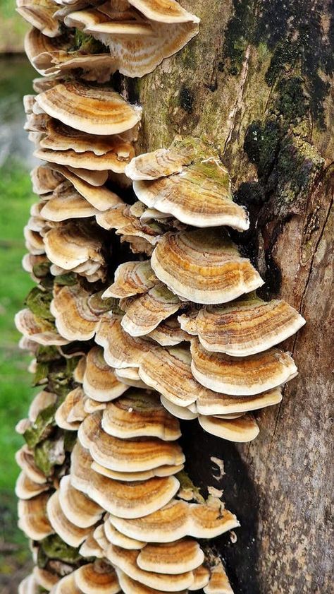 Trametes versicolor or turkey tail fungi, growing on a tree trunk. royalty free stock photos Fungi On Trees, Conference Poster, Mushroom Growing, Turkey Tail, Growing Tree, Reference Images, Mother Earth, A Tree, Vector Logo