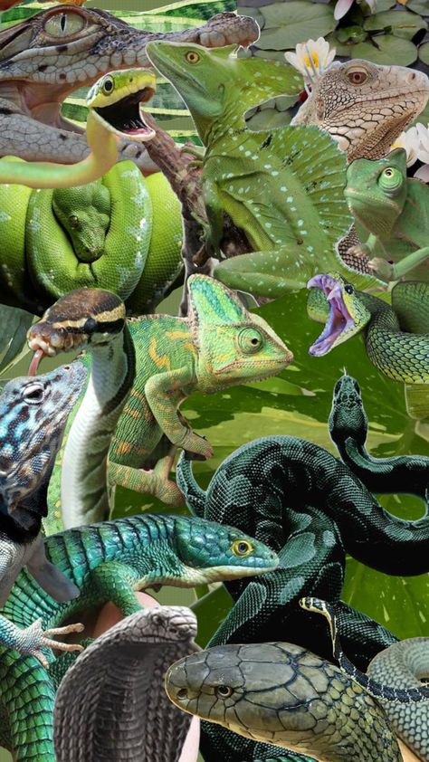 #snake #reptile #lizard #green #nature Snake Aesthetic Green, Herpetology Aesthetic, Reptiles Aesthetic, Lizard Aesthetic, Pretty Reptiles, Reptile Wallpaper, Reptile Aesthetic, Snake Reptile, Jungle Juice