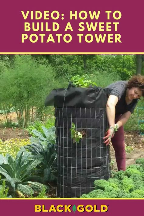 Grow the best #sweet #potatoes in this #raised #garden #tower that you can make yourself! It's a great way to grow loads of sweet potatoes for fall harvest. #organic #container #pot #sweetpotato Planting Sweet Potatoes In Fall, Vertical Potato Planter, Vertical Sweet Potato Garden, Container Growing Potatoes, Potatoe Planter Ideas, Sweet Potato Trellis, Sweet Potato Growing Container, Potato Gardening Container, Potato Tower Diy How To Build