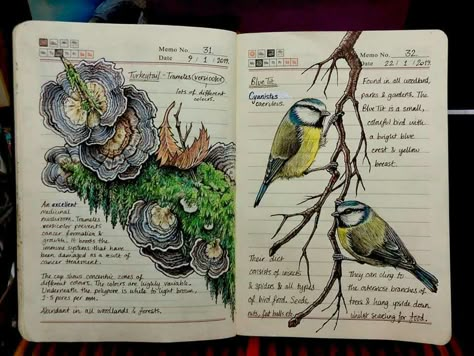 Flora And Fauna Drawing, Wildlife Biology, Animal Infographic, Nature Drawings, Botanical Sketchbook, Nature Journals, Field Journal, Nature Journaling, Nature Sketch