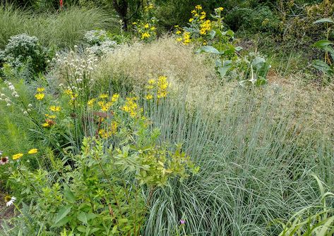 Feather Reed Grass, Plant Combos, Naturalistic Garden, Fine Gardening Magazine, American Meadows, Garden Calendar, Meadow Garden, Planting Plan, Evergreen Plants