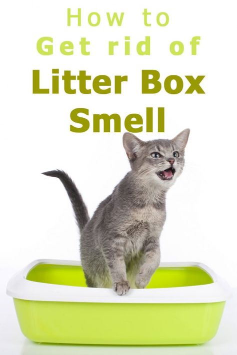 Cat Litter Box Diy, Cat Litter Smell, Litter Box Ideas, Cat Litter Cabinet, Litter Box Smell, Diy Litter Box, Cat Pee Smell, Cat Urine Smells, Cleaning Litter Box