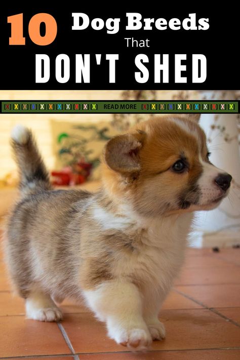 #dog #doglovers #shed #breed #animals #pets Dog Breeds Chart, Dog Breeds That Dont Shed, Top 10 Dog Breeds, Dog Breeds List, Dog Breeds Medium, Popular Dog Breeds, Calm Dogs, Dog Shedding, Best Dog Breeds