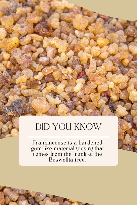 How To Grow Frankincense, Coin Spa, Christmas Nativity Scene Display, Mastic Gum, Roi Mage, Frankincense Resin, Magic Herbs, Frankincense Myrrh, Frankincense Oil