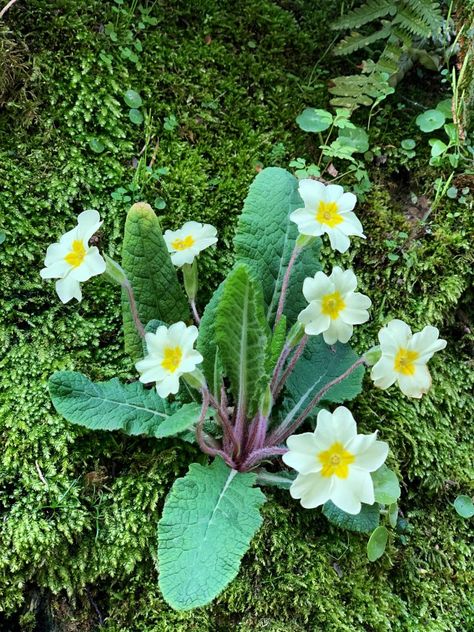 The Dainty Flower of Devon - Primula Vulagaris (The Common Primrose) Uk Plants, Primula Vulgaris, Watercolour Reference, Bowl Of Flowers, Primrose Plant, Flower Reference, Yellow Petals, Photos Flowers, Herbaceous Border