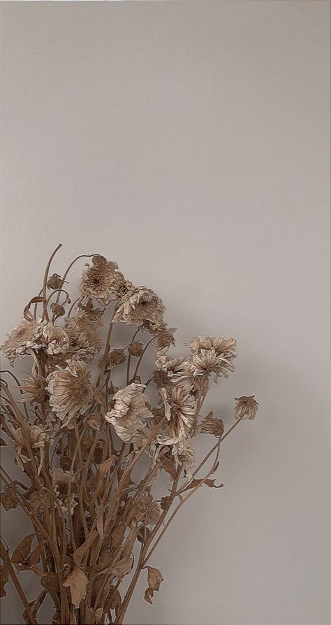 Aesthetic Wallpaper Dried Flowers, Dried Flowers Aesthetic Wallpaper, Zaffre Aesthetic, Wilted Flowers Aesthetic, Dried Flowers Wallpaper, Dried Flowers Aesthetic, Notion Wallpaper, Wilted Flowers, Fav Aesthetic