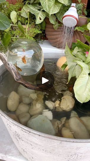 14K views · 67K reactions | DIY aquarium 🐠 this is a simple DIY for all the animal lovers. I did add a filter and air pump for water circulation and oxygen. 

Now if you think I did something wrong then I bought these fishes from an aquarium shop who had them in such small container, mine is bigger so my fishes are happy. Here there is no risk of birds or cats since I have two dogs. 

(DIY aquarium, DIY fish pond, aquarium ideas, fish pond ideas, diy ideas, craft video, balcony decor, balcony garden, garden decor, diy garden, small balcony garden, balcony makeover, fish tank ideas)

#diyideas #aquarium #fishpond #fishtank #balconygarden #gardendesign #gardendecor #diygarden #balconydecor #trendingsongs #viralvideos | Neetu Jakhar | indiatalentadda · Original audio Indoor Water Garden With Fish, Container Pond With Fish, Pond Ideas Diy, Small Aquarium Ideas, Fish Tower, Fish Pond Ideas, Pond Aquarium, Small Fish Pond, Aquarium Diy