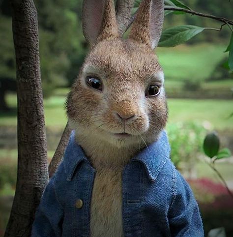 Jo Jo Rabbit Movie, Peter Rabbit Characters Beatrix Potter, Famous Rabbit Characters, Tale Of Peter Rabbit, Peter Rabbit Movie, Rabbit Icon, Silly Love, Potter Art, Kids Tv Shows