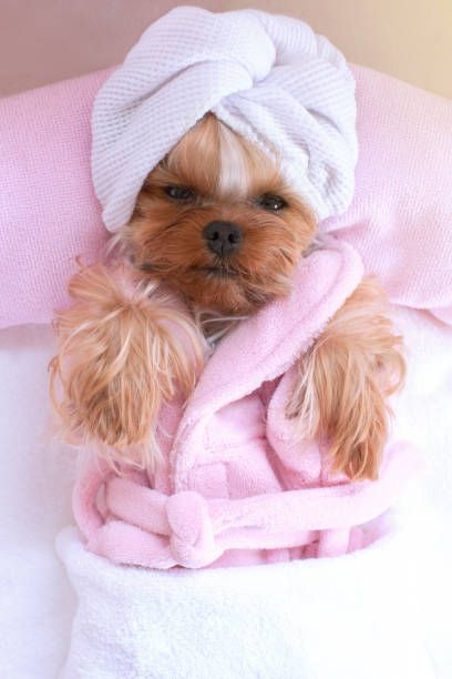 2,802 Dog Spa Stock Photos, High-Res Pictures, and Images - Getty Images | Soft dog, Dog wash, Dog grooming Pampered Dogs, Pet Grooming Salon, Spoiled Pets, Dog Spa, Dog Salon, Grooming Salon, Funny Picture, Day Spa, Chihuahua Puppies