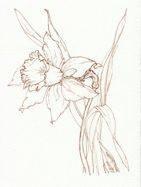 Daffodil, Jonqil, March Birth Flower Daffodils Drawing, Daffodils Tattoo, Daffodil Illustration, March Birth Flower, Daffodil Drawing, March Birth Flower Tattoo, Narcissus Tattoo, Daffodil Flower Tattoos, Narcissus Flower Tattoos