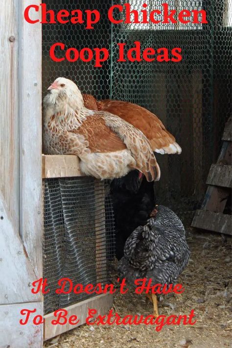 Chicken Coop Alternatives, Diy Chicken Coop For 4 Chickens, How To Build A Chicken Coop From Pallets, Diy Chicken Coop On A Budget, Making A Chicken Coop, Temporary Chicken Coop Diy, Repurpose Chicken Coop, Affordable Chicken Coop Ideas, Walkin Chicken Coop Ideas